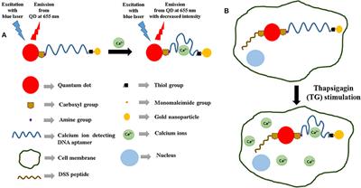 Fluorescence Resonant Energy Transfer-Based Quantum Dot Sensor for the Detection of Calcium Ions